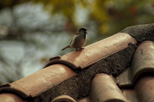Signs You May Need to Replace Your Roof